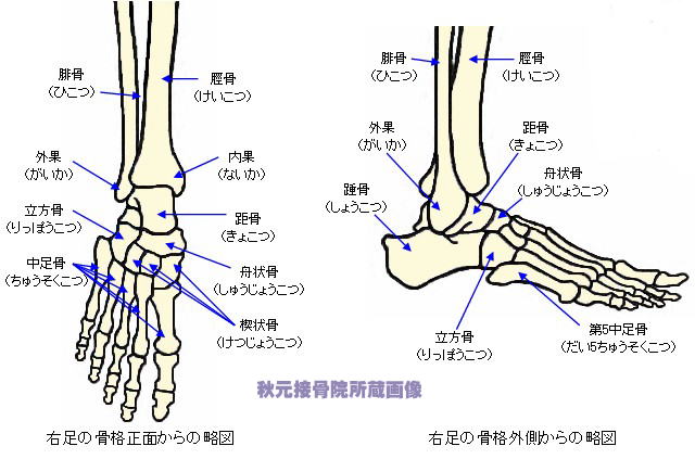 足 の 骨 構造