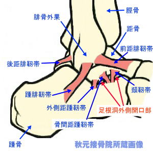 横足根関節