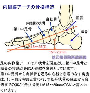 骨 内側 楔状 内側楔状骨 を