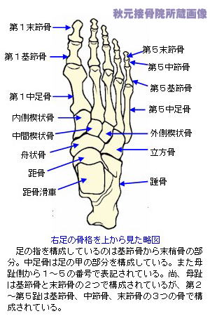 足 小指 の 付け根 痛い